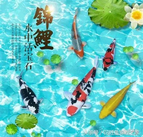 錦鯉氣運|【魚缸養錦鯉風水】哪些品種適合當風水魚 